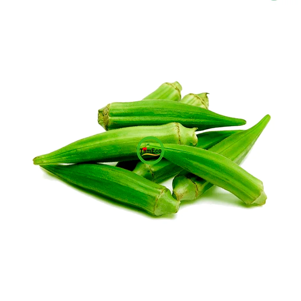 Vietnam All Season Vegetable TamEco High Product High Grade Organic Fresh Best Quality Vegetables Green Okra
