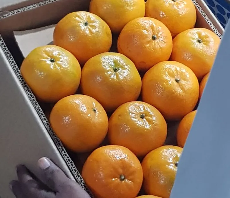 New Fresh Yellow Orange Natural Fresh Orange Fruit, Navel Orange