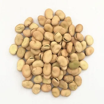 
high quality dried broad beans/fava beans 
