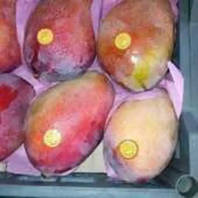 Cheap Price Mangos Fresh/Fresh Mango High Quality/Wholesale Mango Fruit