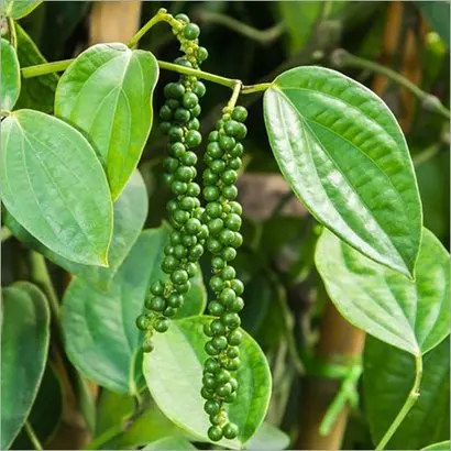 Высококачественный черный перец 550 г/л-570 г/л MC из Вьетнама Лучшая цена на экспорт и оптовую продажу