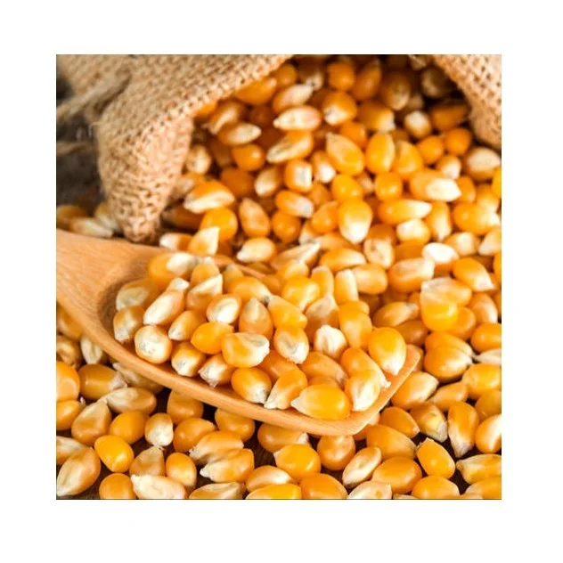 100% Organic Broken Yellow Maize Rich in High Quality Organic dried yellow corn from India
