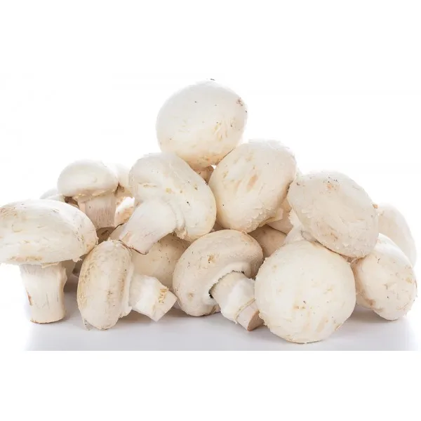 High quality dried shitake mushroom and organic dried mushroom for sale