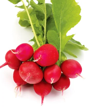 Fresh Radish Sweet Style Wholesale Hight Quality From Turkey
