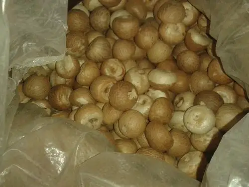 Бестселлер, привлекательная цена, орехи Betel оптом, лучшее качество, вьетнамское происхождение, Немедленная доставка | + 84984998194 (Ms.Kim)