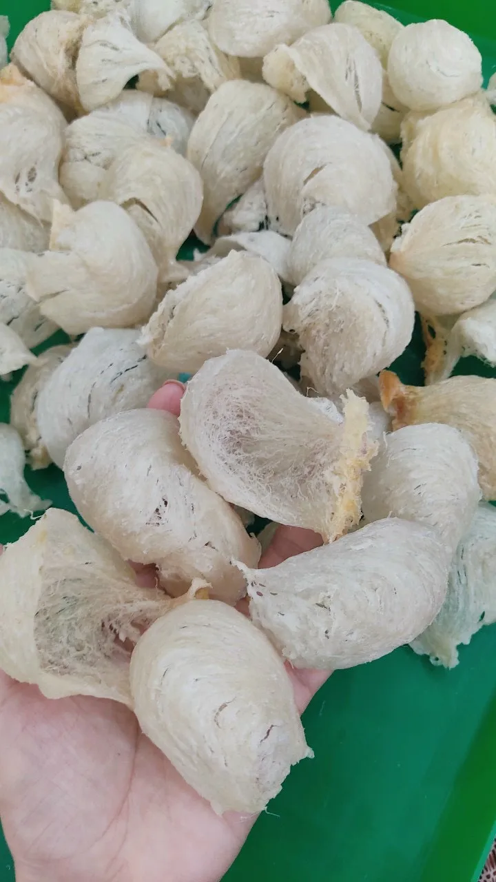 Hot Sale!! Pure Natural Cleaned Cool Dry Storage Food Edible from Vietnam Origin Bird Nest