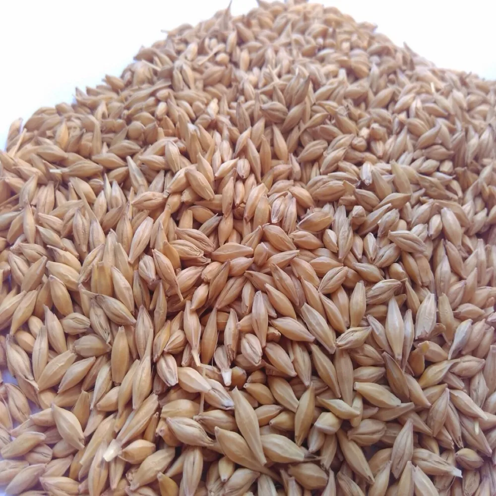 100% Organic Barley for Malt/ Feed/ Malted Animal Feed