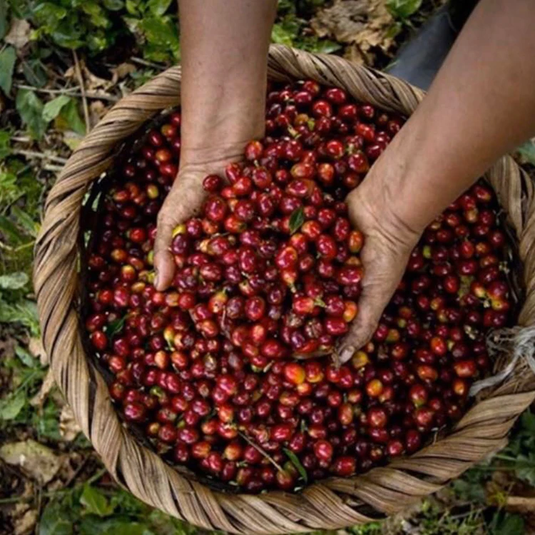
Export Product With High Quality & Best Price Robusta Green Coffee Beans From Vietnam 