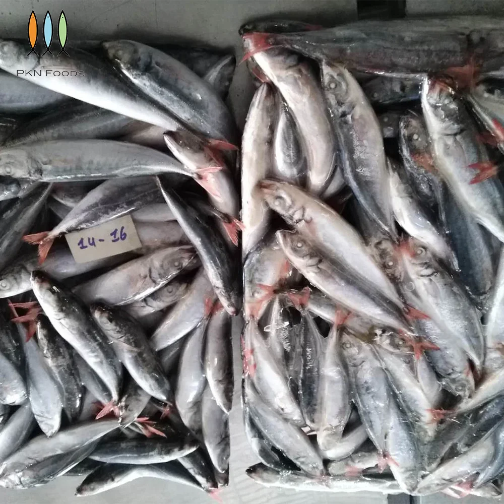 Frozen Scad Fish Seasonal Whole Part Decapterus Kurroides Redtail Scad with BLOCK IQF Freezing Process