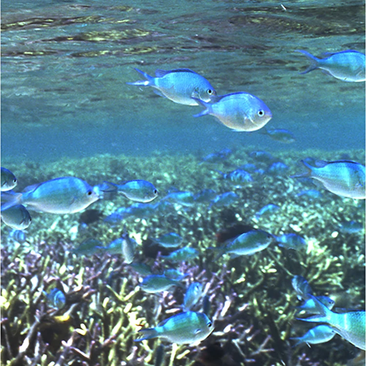 [Mozuku soap, sea honey (2) with one foaming net] seaweed mozuku