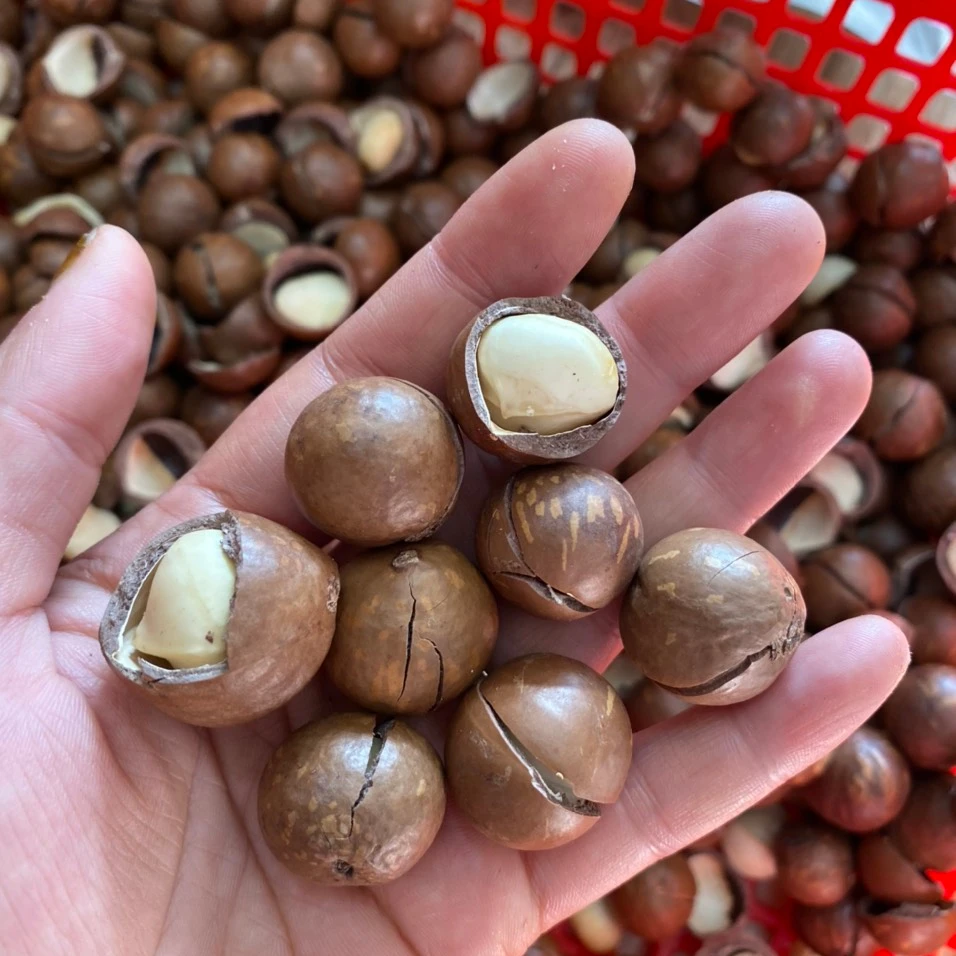 Wholesale high quality macca nuts organic macadamia nut dries with medium size Viet Nam manufacturing