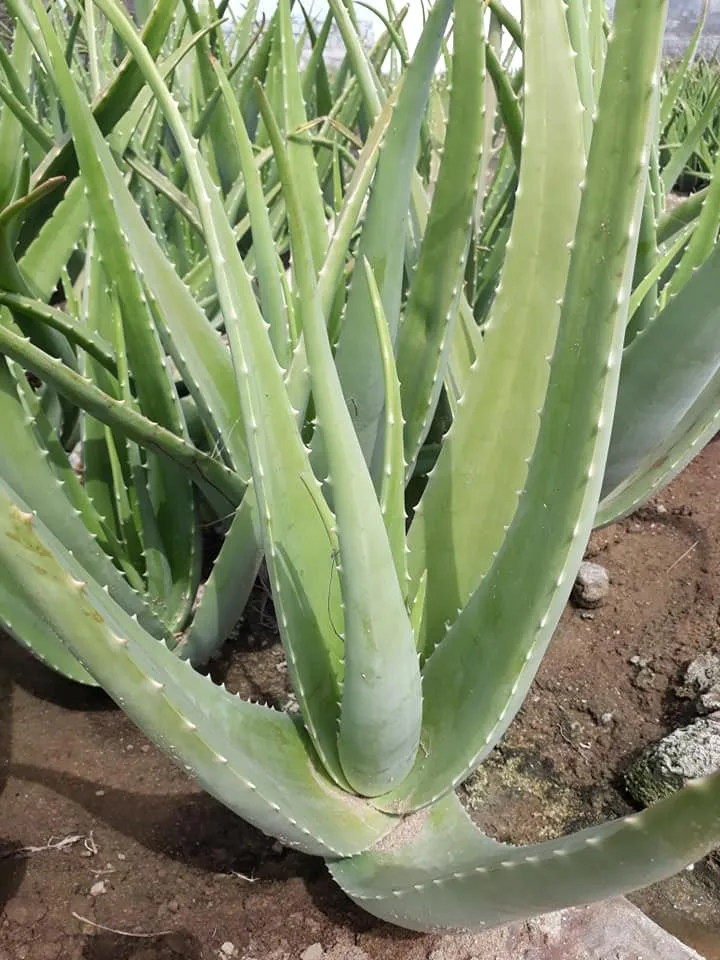 FRESH EXTRACT Vietnam Fresh Aloe Vera gel bulk  leaf organic for juice powder cleanser nature republic skin Healthy Material