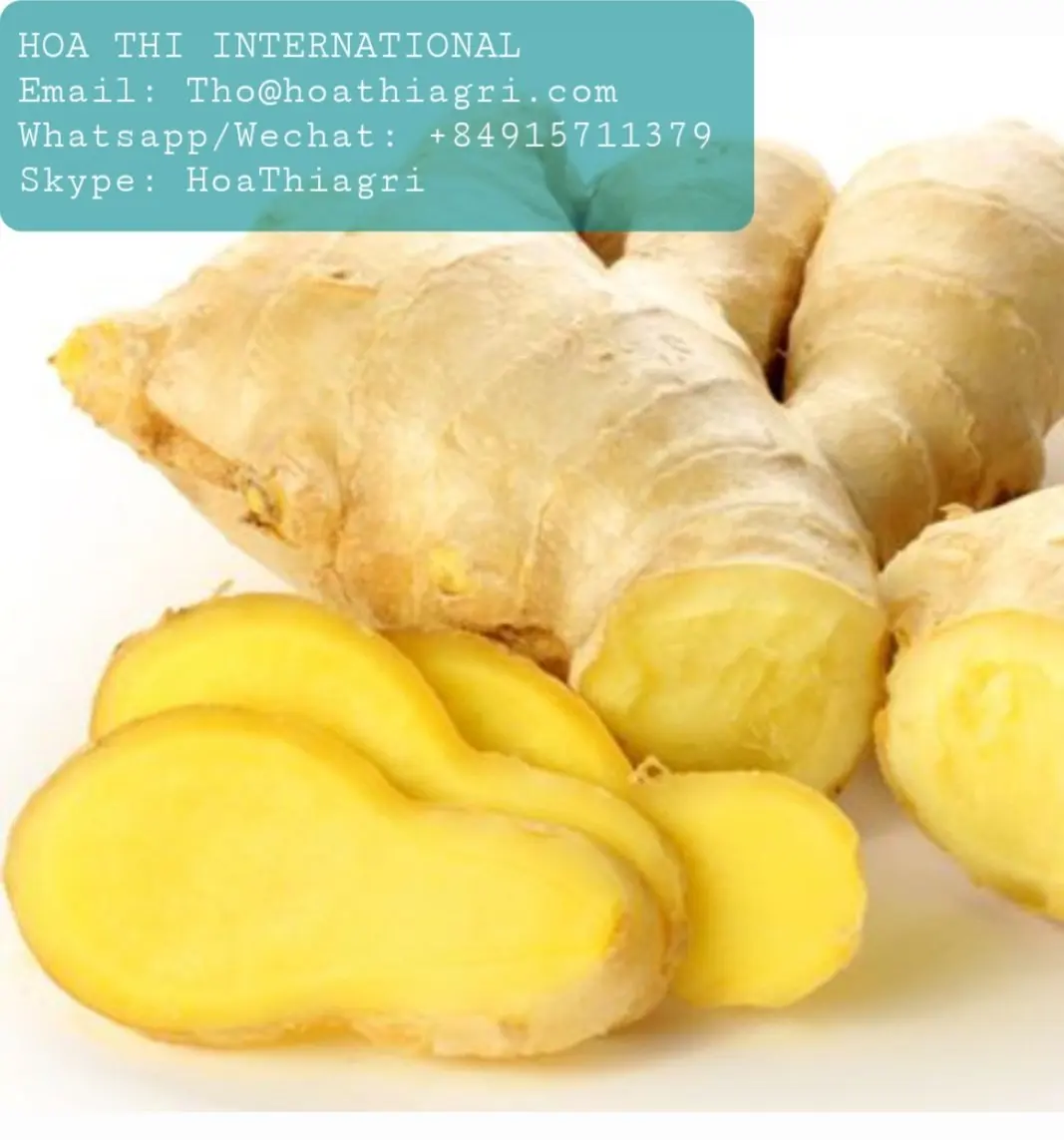 High Quality Yellow Color 80cm up Size Common Cultivation Type 0.5 Kg  Fresh Ginger Origin From Vietnam