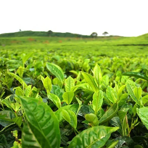  Здоровый чай oolong из
