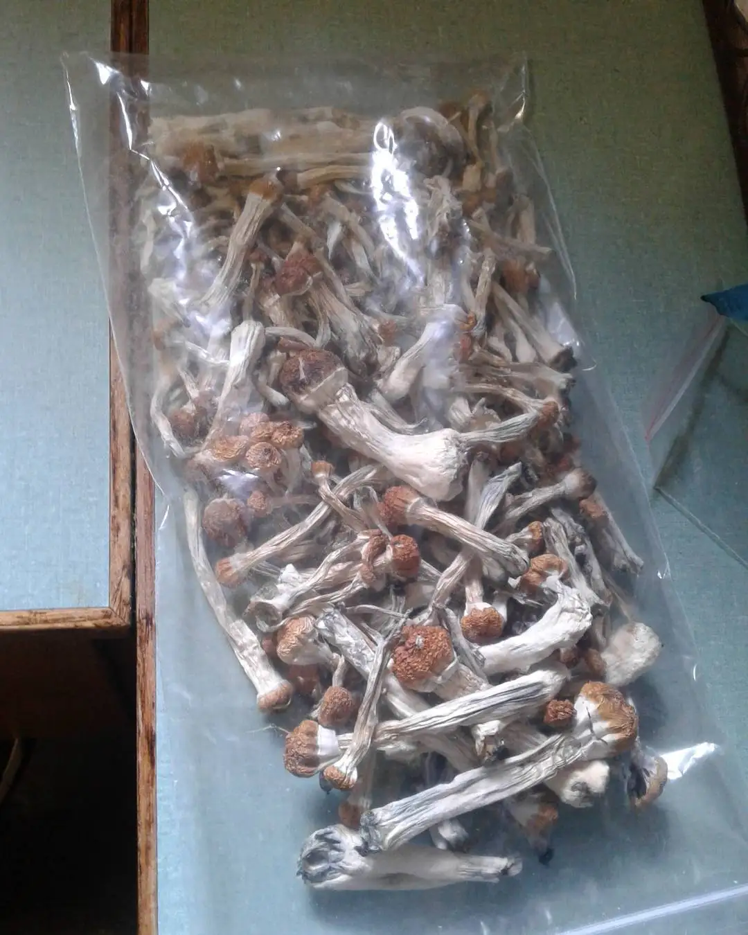 dried magic mushrooms 4.jpg