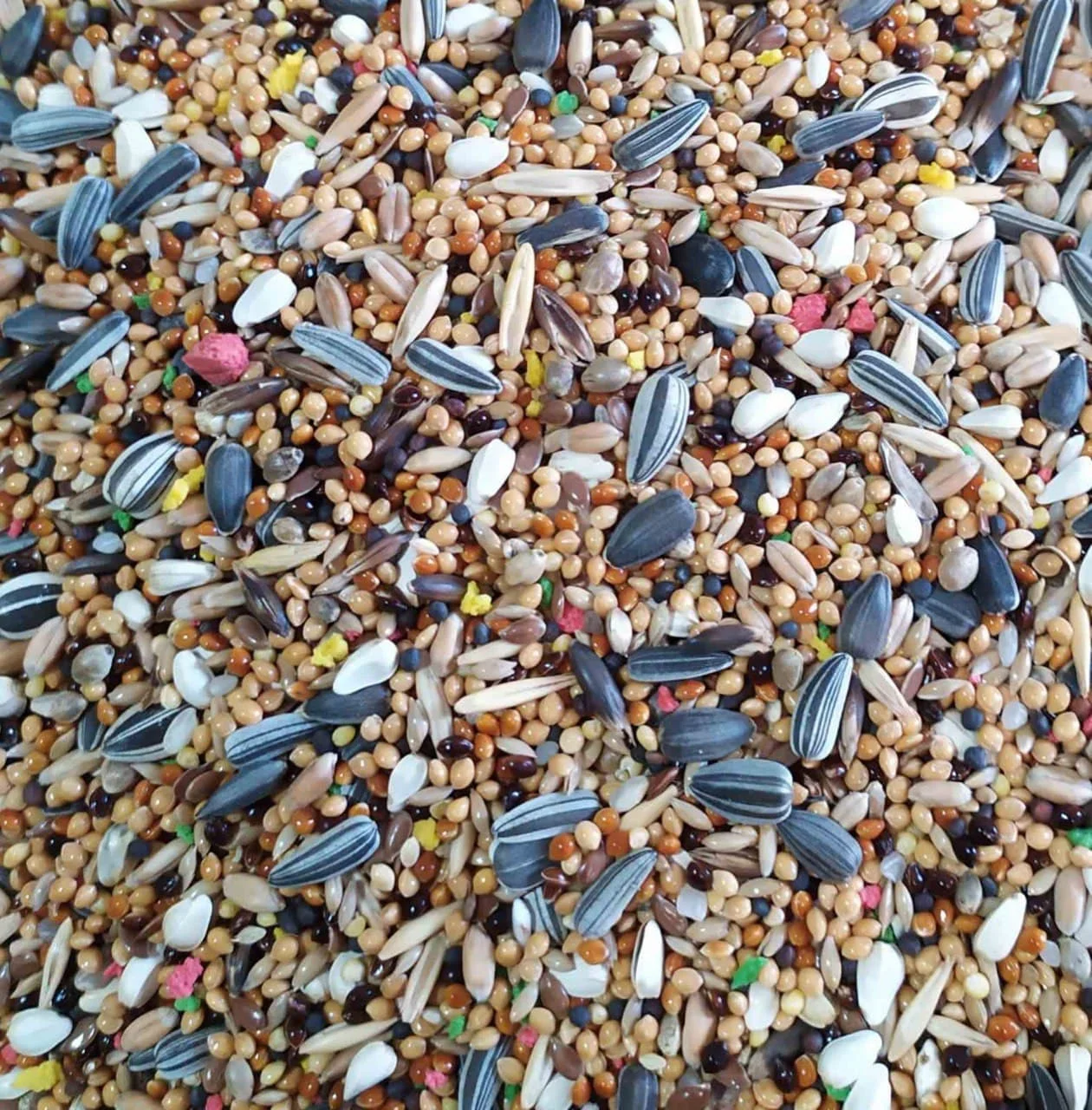 Medium Parakeet and Parrotlet Seed Mix Feed High Quality