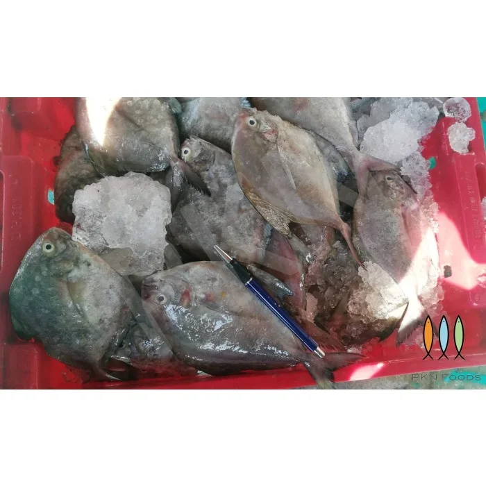 High Quality Whole Body NATURE Parastromateus Niger Black Pomfret From Vietnam