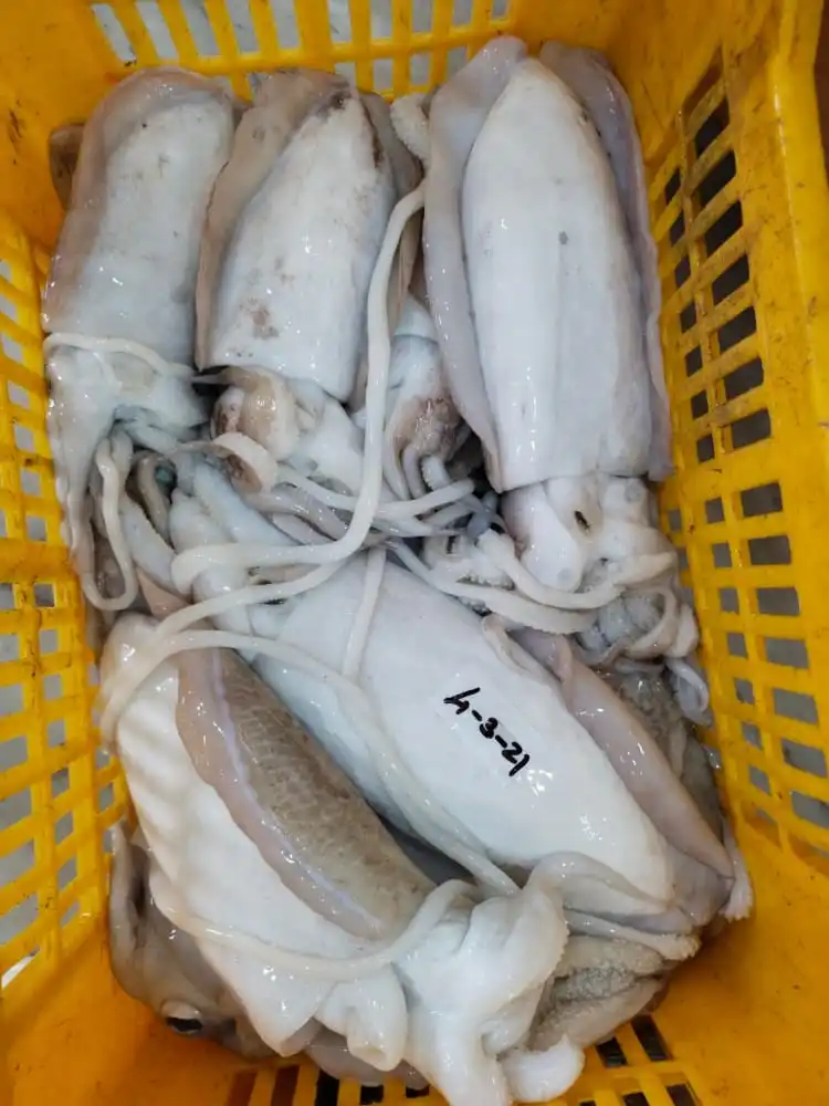 Frozen Cuttlefish whole block frozen from India