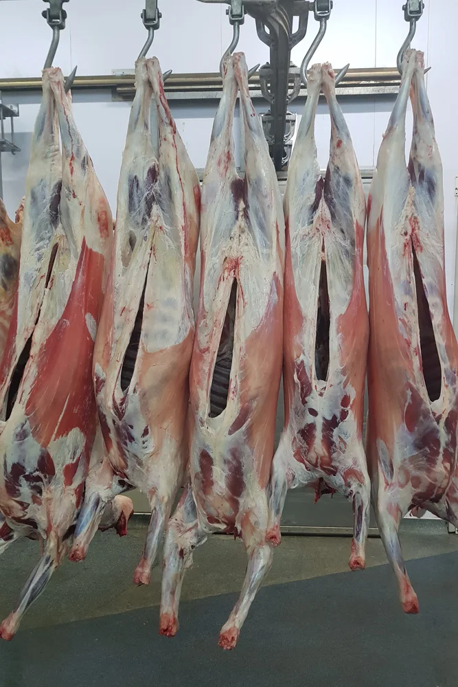 HALAL FRESH / FROZEN GOAT / LAMB / SHEEP MEAT / CARCASS