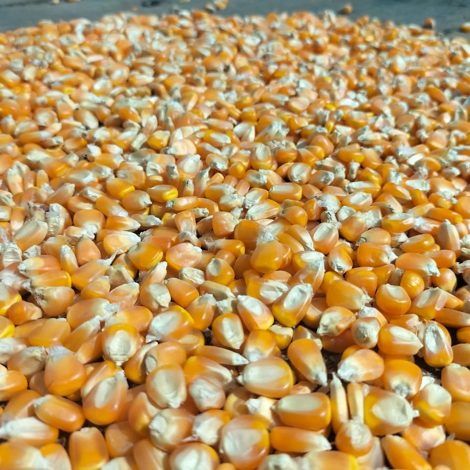 Wholesale Animals Feed Yellow 60% Protein Feed Grade Yellow Corn Gluten Meal