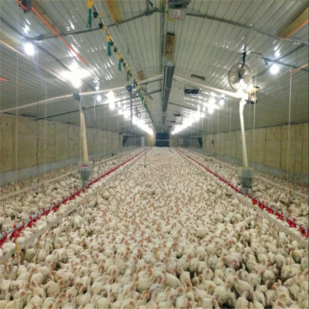 Птицефабричный дом изготовленный из стальной конструкции