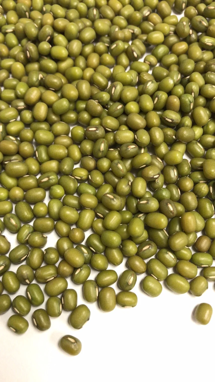 
Wholesale Premium Factory Sell High Quality Dried Green Mung Beans 
