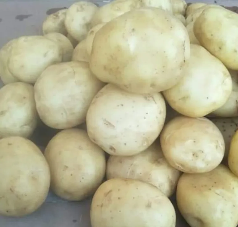 Best Selling Food Grade Common Cultivation Type Fresh Organic Granola Potato For Sale
