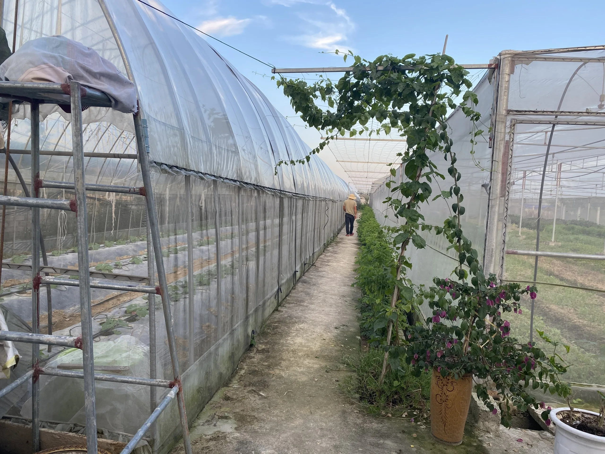 Свежие и сочные молодые огуречные продукты оптом экологически чистые фермы купить сейчас по лучшей цене от компании во Вьетнаме