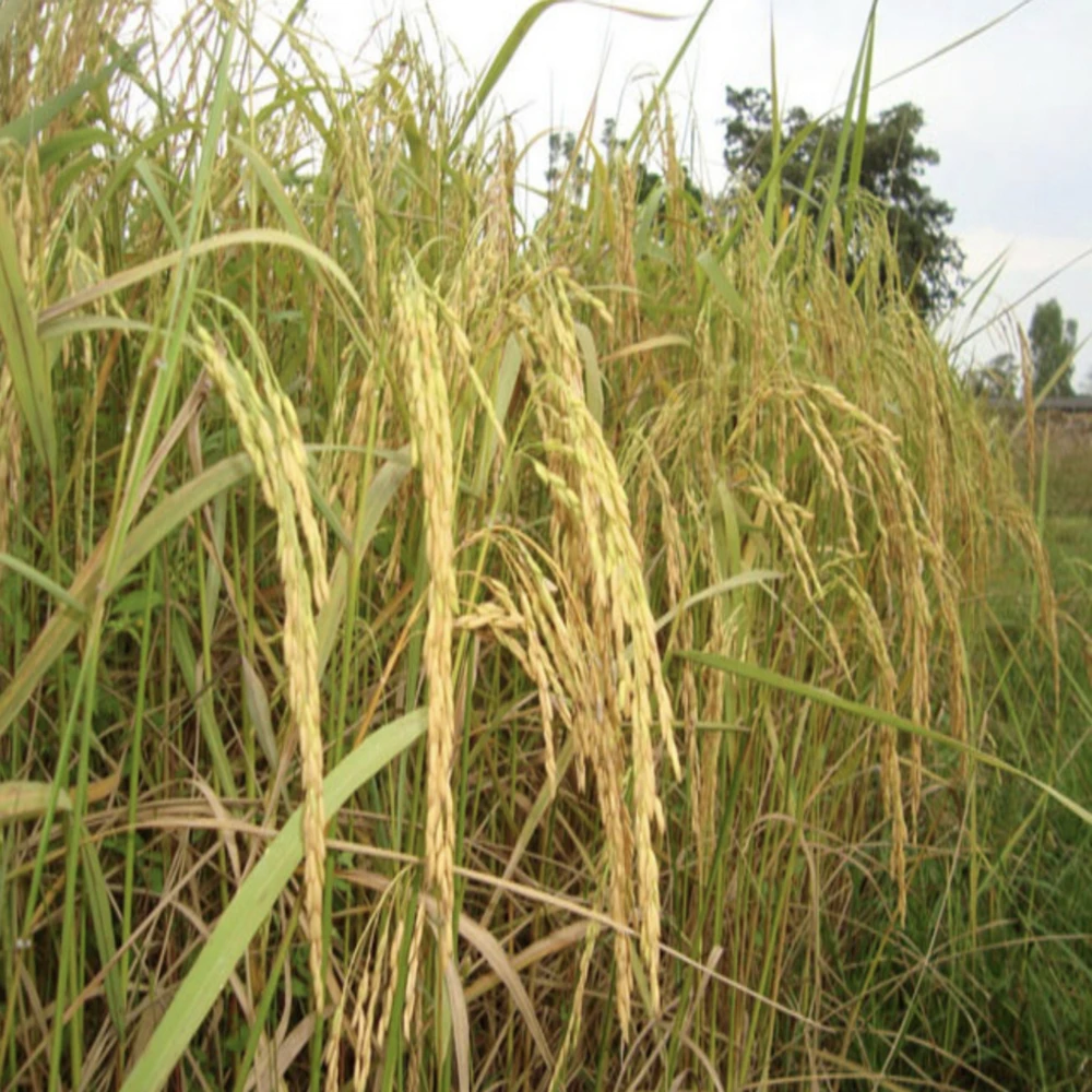 100% Premium Grade Instant jasmine rice from a rice mill of Thailand