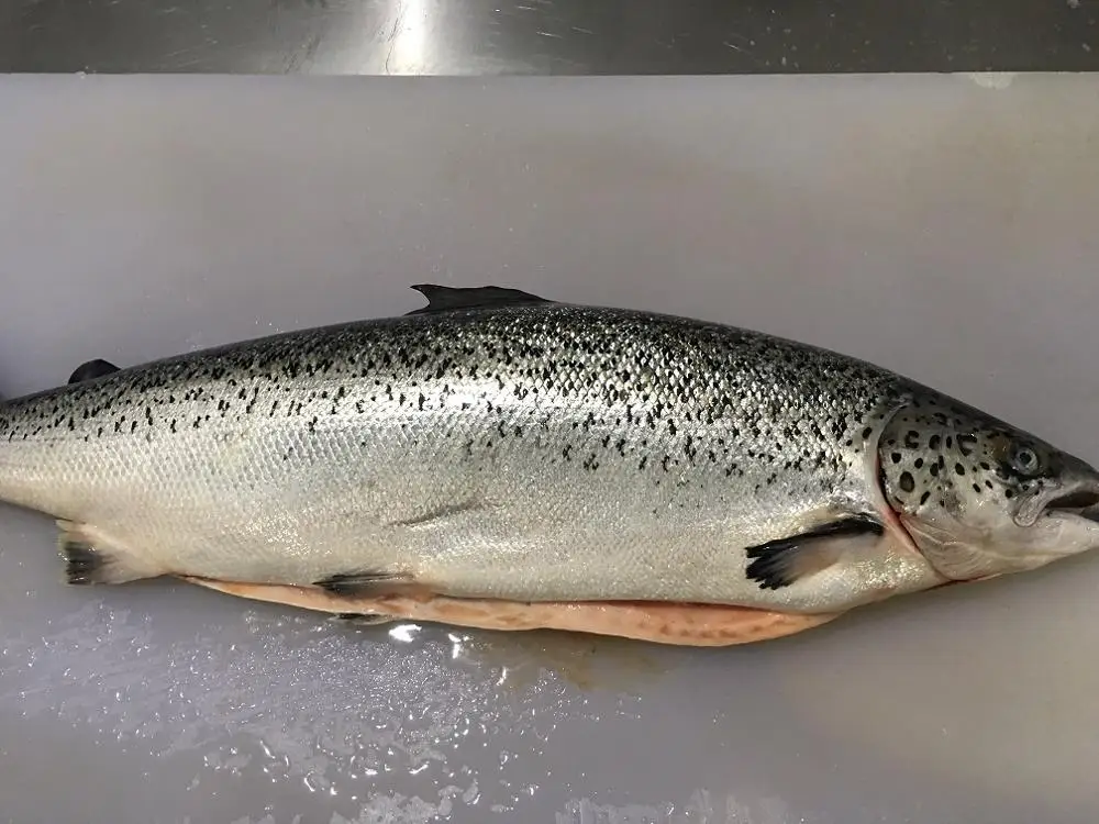 Fresh Frozen Atlantic Salmon Fish, Salmon Fillets Wholesale Supplier