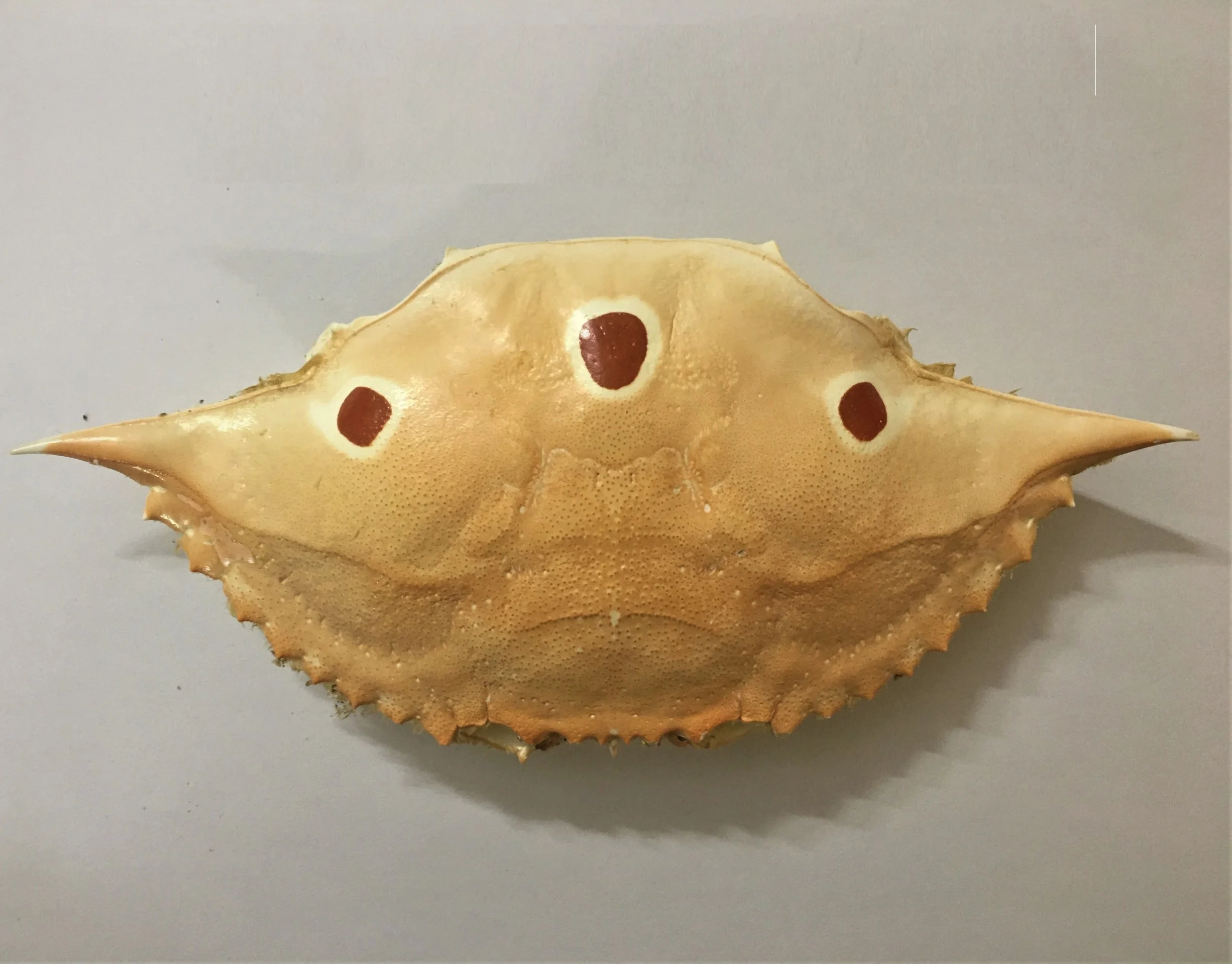 Высококачественная натуральная сушеная оболочка краба для продуктов питания в ресторане из