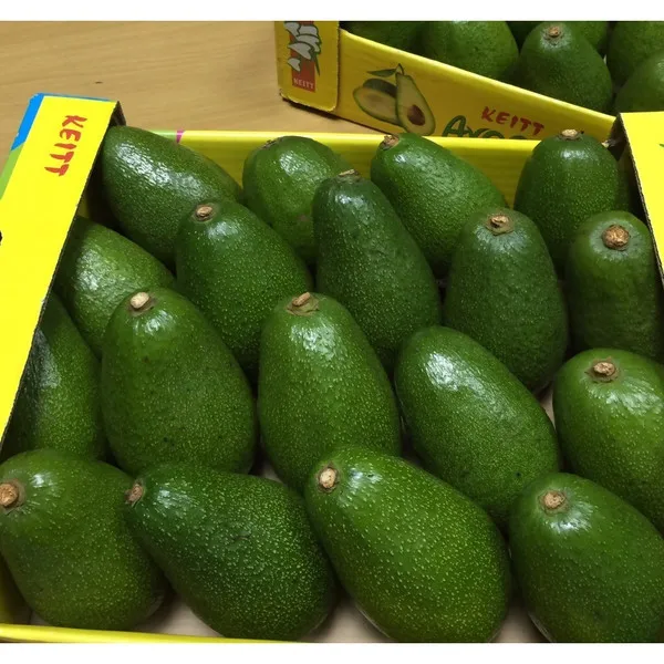 
100% Fresh Avocado /Frozen Avocado Best Price and Quality 