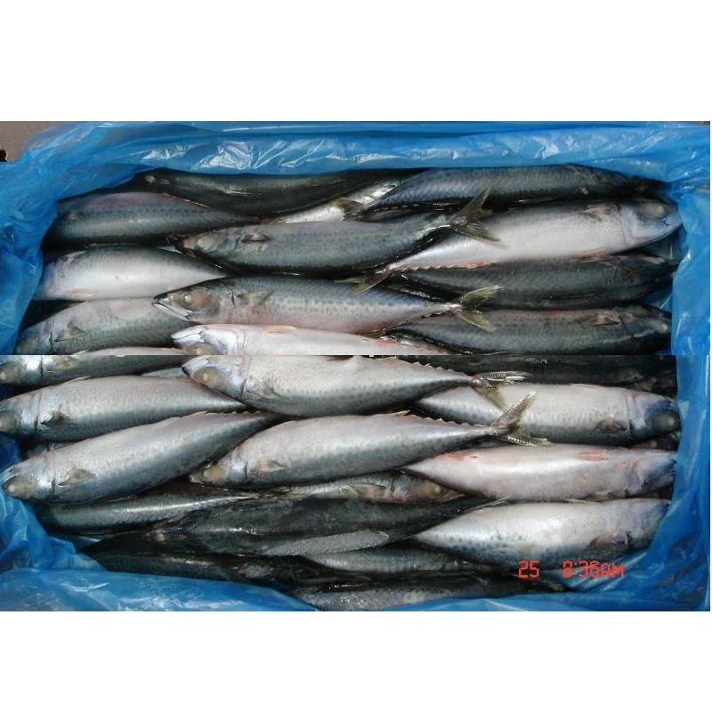 Тихоокеанская скумбрия весь