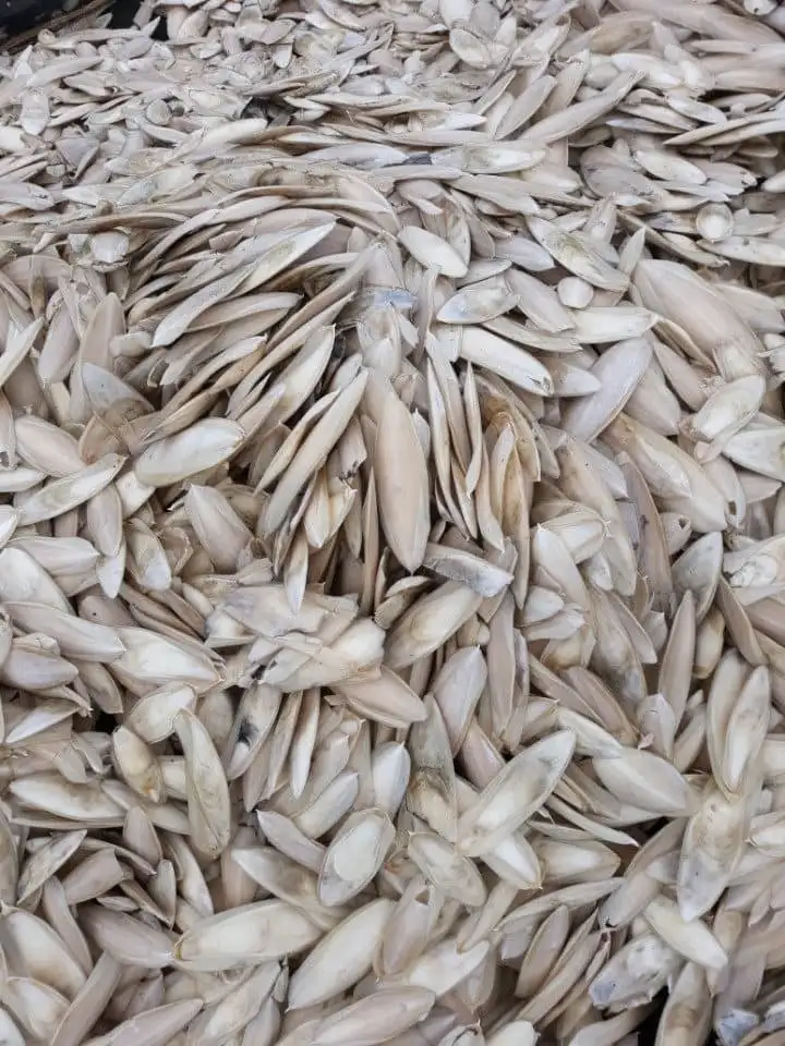  Очистка сушеных костей шлэлли-корма для птиц-Лучшая цена из Вьетнама/Ms. Annie: + 84 973 125 732 (Whatsapp)