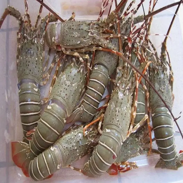 
Rock Lobsters/Seafood/Fresh Chilled Lobsters! 