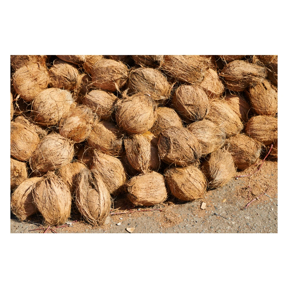 Fresh Organic Dehusked Coconuts for Sale Cheap Price Young Coconut Dehusking Supplier in Malaysia