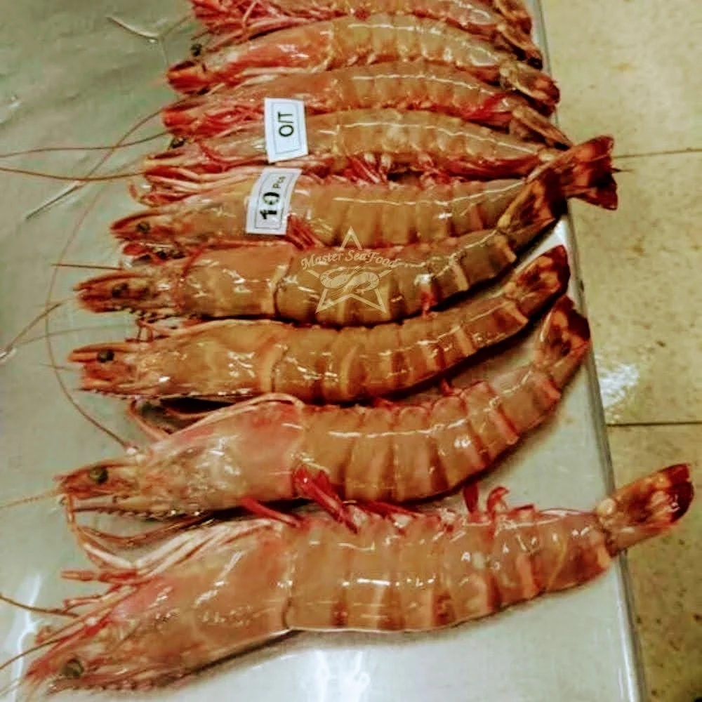 Ocean Tiger Shrimps Semi-IQF Head On Shell On Net Weight Net Count Custom Packing Best Quality Size U4 U5 U6 U8 U10 U12 U15 U20