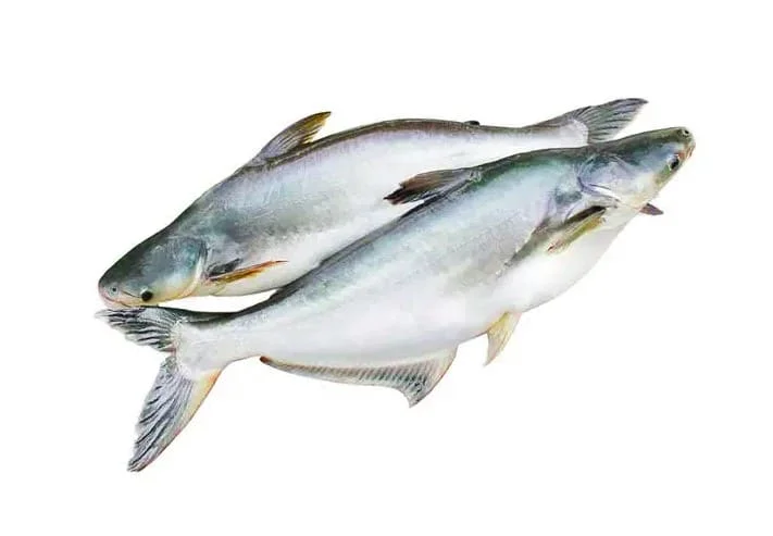 The most popular protein-rich whole basa fish, good price frozen catfish