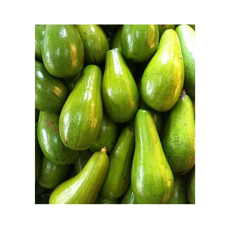 Fuerte Type Common Cultivation Type Vietnam Fresh Avocado For US, EU, ASIA, Market With Standard Quality And Competitive Price