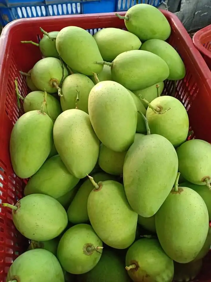 
Wholesale Price Fresh Green Cat Chu Mango Fresh Mango Shipping From Viet Nam 