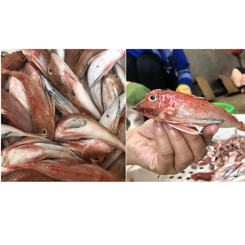 Wholesale Vietnam Supplier OCOP Air-dried 12 Months Natural Body Dried Orange Flying Fish with Vacuum Packaging