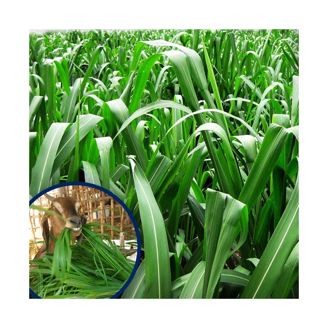 Kohenoor Panicum Maximum Mombasa Grass