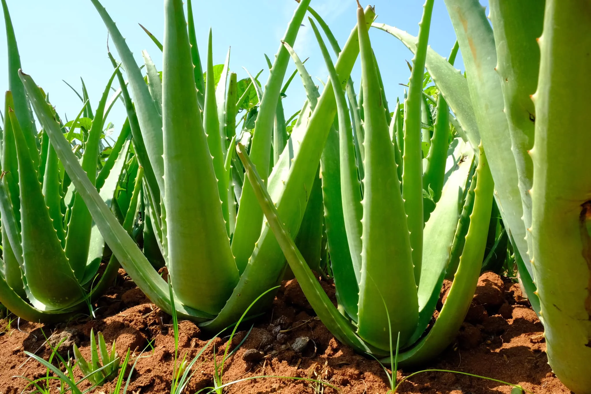 Pure aloe vera gel product  -  Aloe vera jelly for drink - 100%  aloe vera  with Leaf Part with Customize Packing from  VietNam