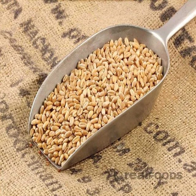 
100% Organic Cheap Long Wheat Grain 