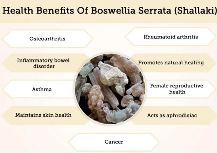 Boswellia Serrata Capsules made with high quality of extracts also known Shallaki Capsules.
