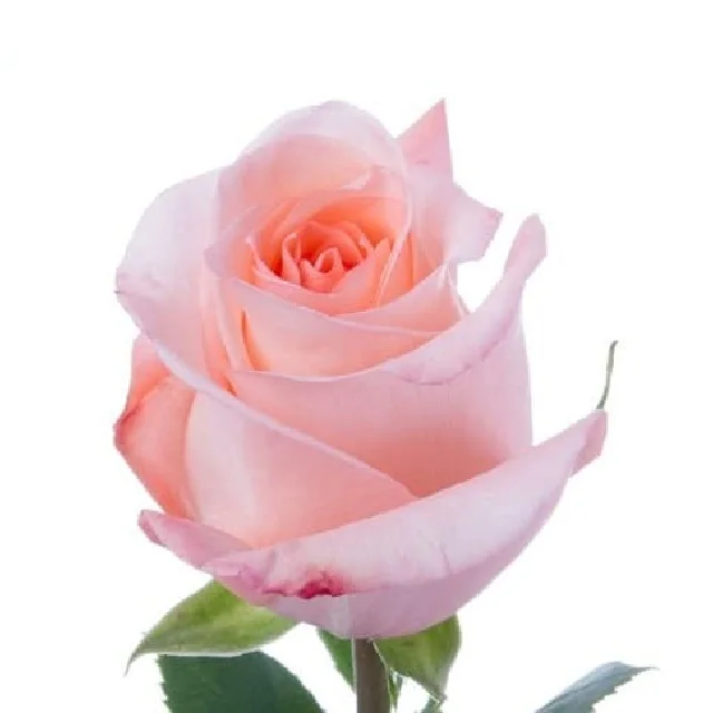 Real Rose Roses Lake Green Rose flower Red Champagne Pink Red Purple Wholesale Factory Price for wedding fresh