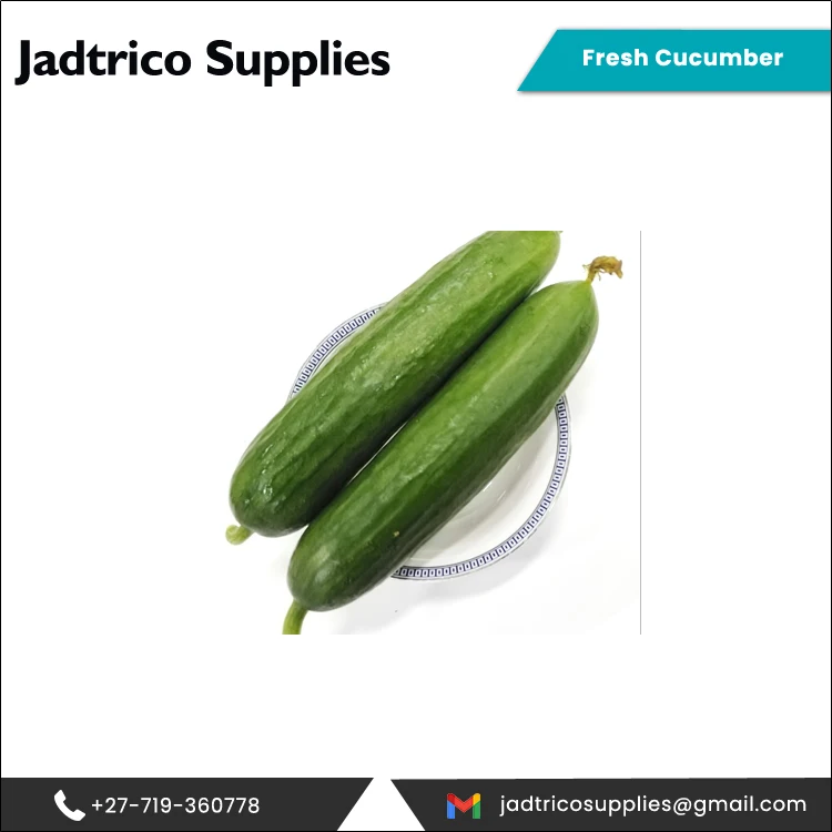 Топ-Производитель компания продает Натуральный Свежий зеленый огурец по рыночной цене