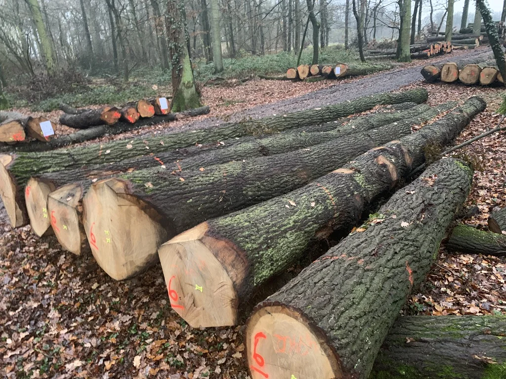 
European White Oak Round Logs 