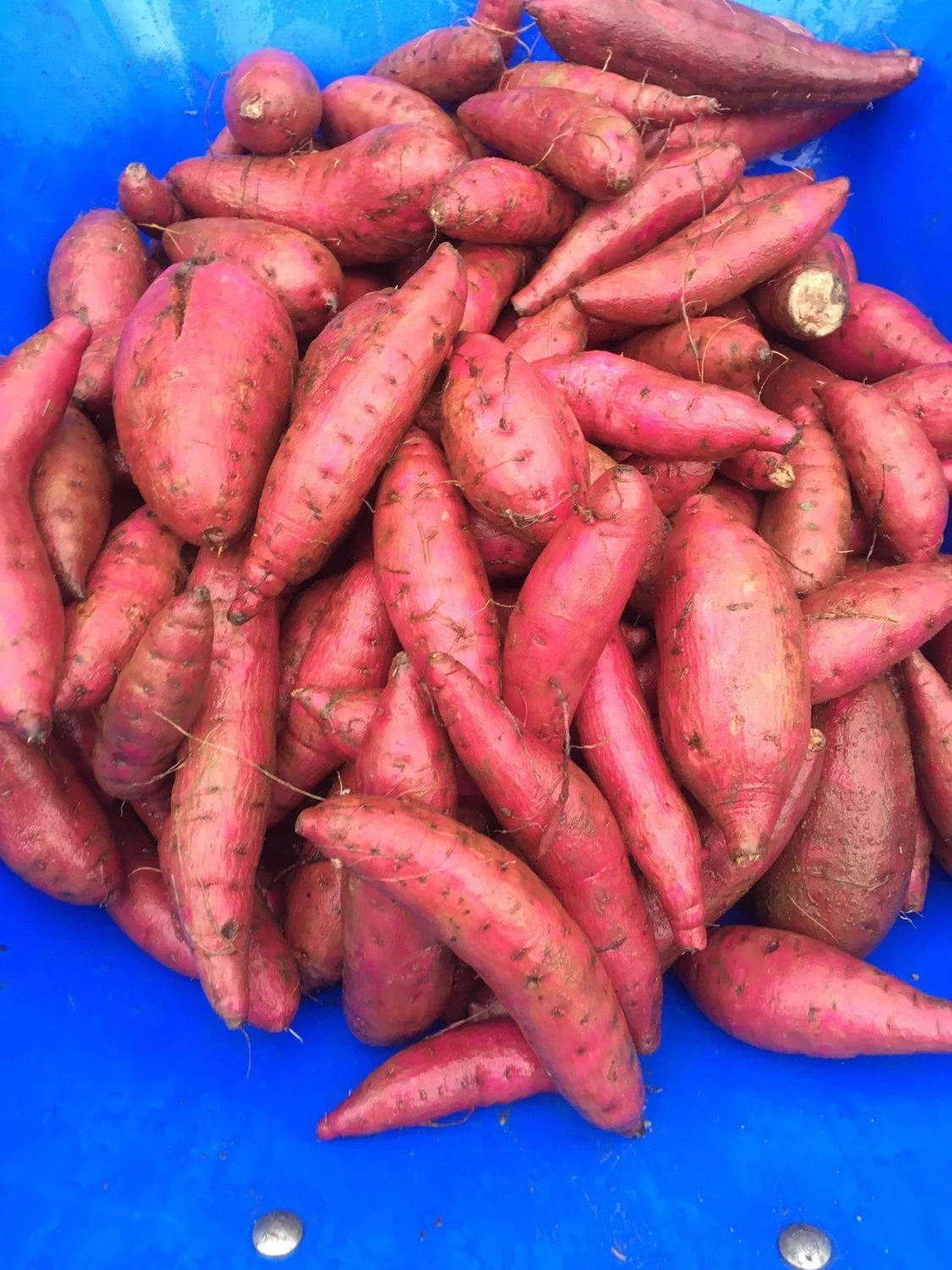 
Fresh Sweet potato new crop 2020 from Vietnam - Best quality 