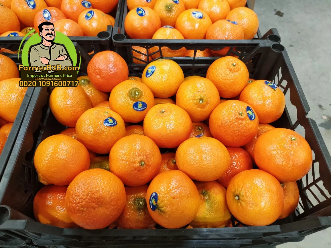 Top Quality Egyptian mandarin oranges (special price) for whole sale
